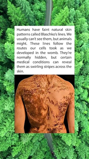 The Hidden Patterns on Human Skin