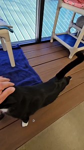 Meet Roy who will follow you everywhere! | Franklin County Humane Society Planned Pethood & Adoption Center