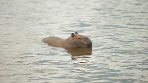 Largest Rodent World Capybara City By Stock Footage Video (100% Royalty-free) 1097607805 | Shutterstock