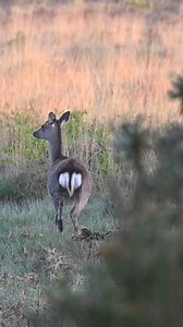 Dispite hiding behind a gorse bush as they approached, these female Sika Deer spotted me as they were strolling passed. | The Robin Whisperer