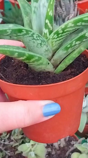 2.1K views · 40 reactions | Gonialoe Variegata "Tiger Aloe" #Amazing #aloevera #succulents #suculentas #reelsinstagram #reelsviral #reelsviralfb #beauty #foryou #foryoupage #reels #nature #plants #garden #naturelover #gardening #decor | Decor & Beauty | Facebook