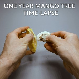 Growing Mango Tree From Seed - One Year Time-lapse #timelapse #mango #gardening | Boxlapse