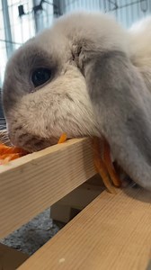 26K views · 2.4K reactions | Please tell Thumps the moral of the story…  | Thumper & Bliss | Facebook