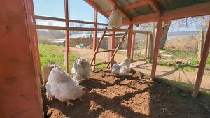 Lavender orpingtons. Chicks and hatching eggs available. Summerville West Hants Newport Nova Scotia | Cajun Creek Farm