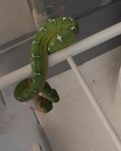 Feeding Day for some of our Northern Emerald Tree Boas | S&J Reptiles