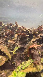 36K views · 833 reactions | Wild Cryptocoryne sp in the ditch in central part of Negros island. #aquascapingnegros | Aquascaping Negros | Facebook