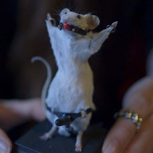 What’s more romantic than stuffing dead animals and putting them into pornographic scenarios? This Valentine’s day we visit a porno taxidermy class. | VICE TV