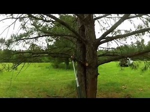 Pruning Pine Trees