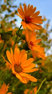 2.8K views · 88 reactions | Compass Plant (Silphium laciniatum) #reelsvideo #reelsviral #flowers | Rini Rini | Facebook