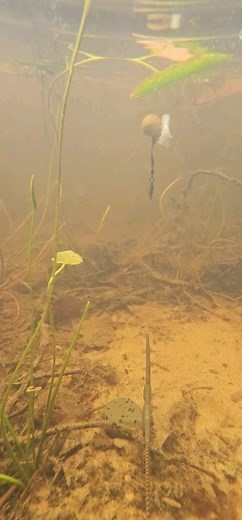 8.6K views · 573 reactions | The Ronnie Rig is a popular and...