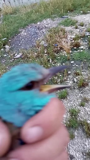 Discovering the Beautiful Kingfisher Bird in Nature