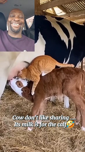 #cowmilk #mamacow #calf #cat #milking | Mr. Infinity Channel