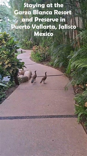 Mexican Chachalacas at the Garza Blanca Resort #Chachalaca #chachalacas #Mexico #puerto vallarta