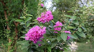 Planta Myrtle Plantas Mirto De - Free video on Pixabay