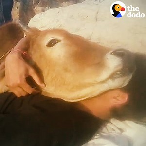 1.4M views · 45K reactions | This guy was just lying in the sun when a cow walked right up to him and did the sweetest thing  | The Dodo | Facebook