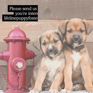 29 reactions | We have lots of puppies needing homes! We provide everything you need to foster, from food, supplies, to training and even emotional support! Please send an email to us at Lifelinepuppyfoster@gmail.com if you can help! Or signup here: https://bit.ly/3OCSOXC | Lifeline Puppy Rescue | Facebook