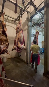 Filling more beef on the rail in the meat cooler😉 #meatcooler #beef #chiller #butchervan #vanzambrano #bondsums #butchershop #meatshop #meat #localmeatshop #butcherlife #butchersofinstagram #butcher #pinoybutcher #fyp #fypシツ #fypシ #fypviralシ #fypシ゚viral #fb #fbviralvideo #saskatchewan #canada #filipino #viralreels #fbreelsvideo #fbreelsviral #fbshorts #viralshorts #viralvideos | Vandervelt Zambrano