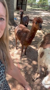 #alpacas | From Suits to Boots