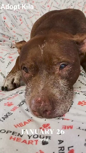 Adopt this sweet senior, Kila, at POLKADOGZ.ORG #30daychallenge #polkadogzpetrescue | Polka Dogz Pet Rescue