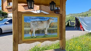 Brown Swiss auf dem Betrieb von Andreas Wittenwiler in Nesslau - more than milk 🐂🇨🇭 | Braunvieh Schweiz