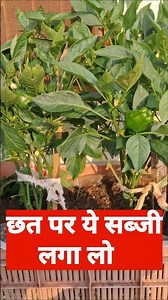 🙋‍♀️ Easy vegetables to grow in pots #gardening