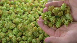 Nicht anerkannte Landwirte kontrollieren und forschen: Stockvideos & Filmmaterial (100 % lizenzfrei) 1095462705 | Shutterstock