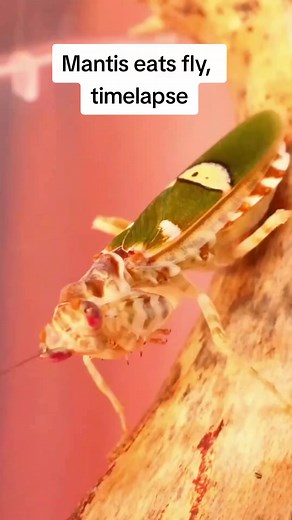 Creobroter ssp Yunnan #zeitraffer #timelapse #creoboterspecyunnan #gottesanbeterin #prayingmantis #asianmantis #mantis #creobrotergemmatus #reels #reelsviral #reelsinstagram #reelsvideo #trendingnow #reelsvideo #Facebookreelscontest #trending #asmr #ASMR #viral | Carnivorous Plants