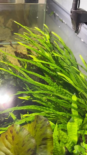 1.9K views | Big sexy needle leaf Java fern clump #javafern #needleleaf #bigfern #wow #dakuaquatics #aquariums #aquarium #aquariumhobby #fishtank #aquascape #aquariumfish #fish #aquariumlife #aquariumsofinstagram #aquascaping #freshwateraquarium #tropicalfish #fishkeeping #plantedtank #plantedaquarium #cichlids #natureaquarium #freshwatertank #freshwaterfish #aquascaper #cichlid #aquariumplants #freshwater #aquaticplants #fishtanks | Daku Aquatics | Facebook