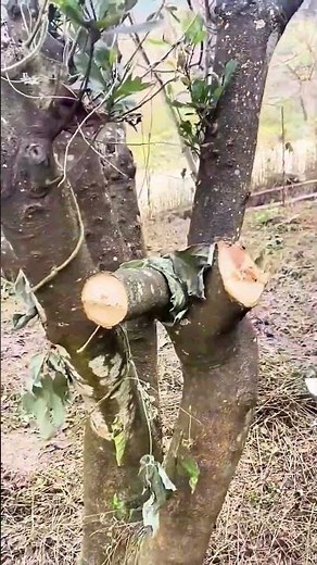 Trimming process of thick tree branches with electric shears