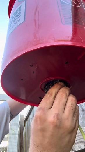 growing cherry tomatoes upside down #tomato #onthisday #garden-001 | Donald Rolfson