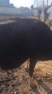 39K views · 530 reactions | #SOLD_OUT Pregnant cow 2nd lactation pregnant 2day pending delivery Milk record 20ltr Location pothkah nopora baramulla #midwest #viratkohliedits #bhagavadgita #socialmedia #মসজিদ #nonfollowers #nighborhborhoodsale #reelsfacebook #floorplan | Land of Kashmir | Facebook