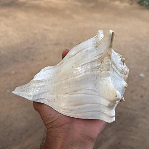 Large Natural Conch Shell | Coastal Home Decor, Meditation Altar - Etsy Canada