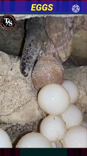 Eggs video from murgi