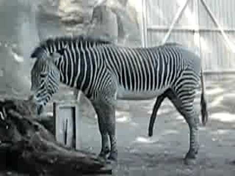 A very happy Zebra (非常快樂的斑馬), Holy Cow!! ooops, I mean.... Holy Zebra!