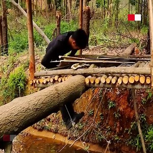 Build a house hanging on a fallen tree trunk #bushcraftsurvival #bushcrafttrip #camp #outdoor #building #campinglife #fyp #foryou | Amazing Chef