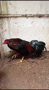 16 reactions | Kelso Cobra | Puros Gallos Finos Guatemala | Facebook