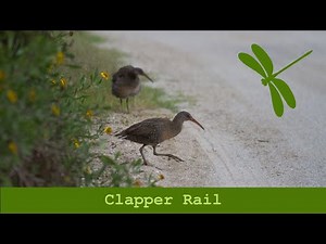 Clapper Rail