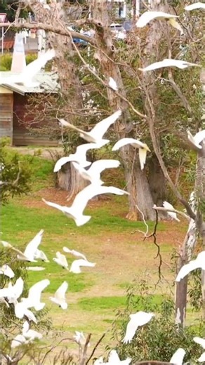 Corella Sounds (Flock Calling in Geelong Parkland)