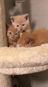 11 reactions | Tired kitties  (source: @tinykittengang) | LightInTheBox | Facebook