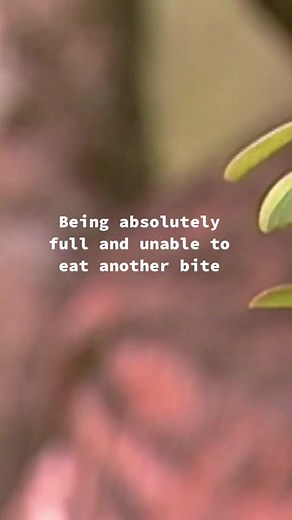 One more then that’ll be it #wildlife #owls #conservation #outdoors