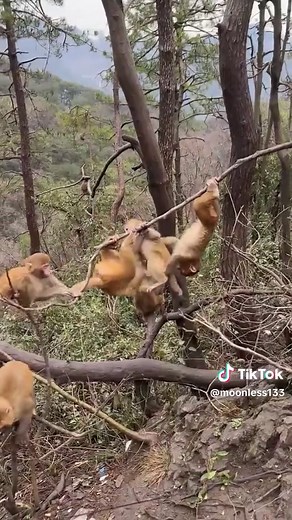 Funny Monkey Money Memes to Brighten Your Day