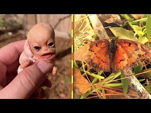 Sasuke and the butterfly