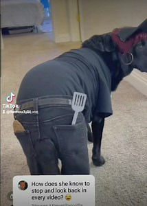 3.1K views · 28 reactions | Baba 3lik ya baba  | Hossem Othmani | Facebook