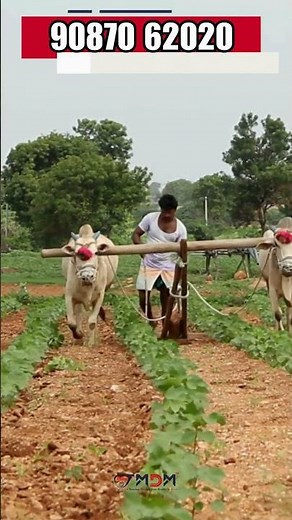 Pellet Making Machine for Cattle Feed, Biomass & Fuel | Complete Guide