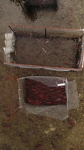 6.6K views · 55 reactions | ️ or kokanee? 樂 #kokanee #spawningkokanee #fishing #bcfishing #fishingbc #gofishbc #fishbc #spawningsalmon #salmon #salmonspawning #explorebc #river #nature #fish #wildlife #fishingwithrod | Fishing with Rod | Facebook