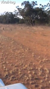How many kangaroos can you count? 😲 | ViralHog