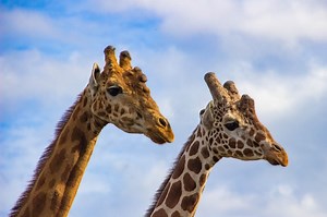 So laden Sie Google Bilder mit Python herunter (2021)