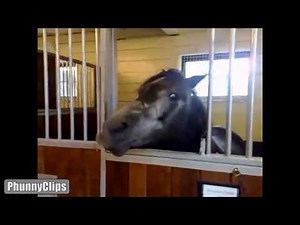 FUNNY HORSES FAIL Compilation || March 2014