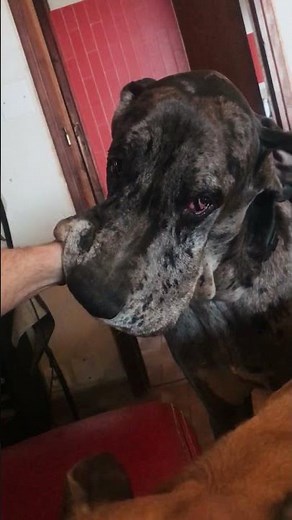Dog Puts Owner's Entire Hand in Mouth - 1341936