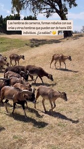 1.5K views | Africam Safari on Reels | Facebook